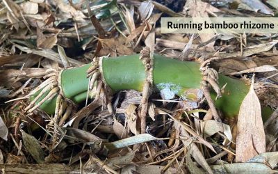 Bamboo etymology: When rhizomes pose an epic risk
