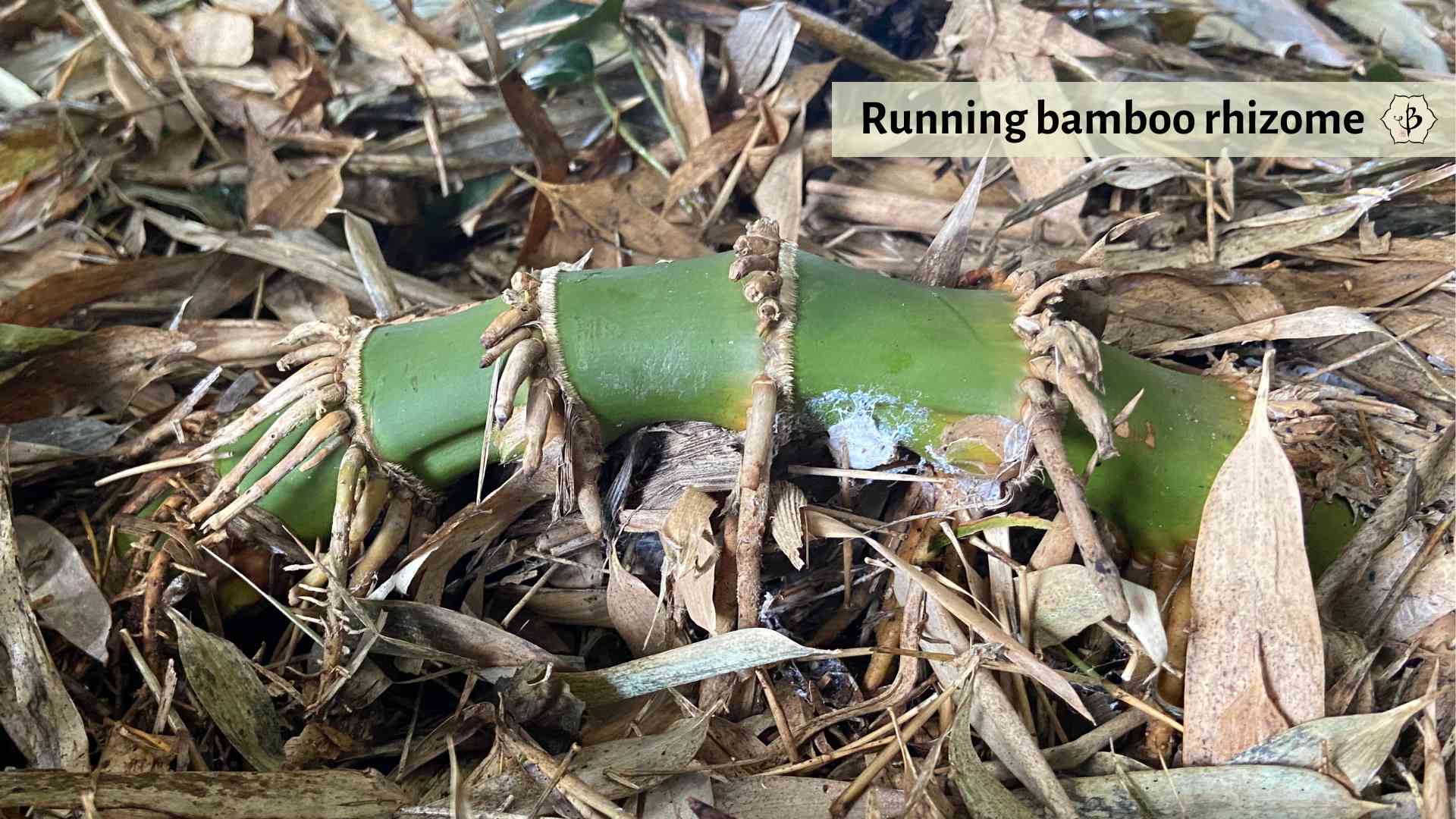 Running bamboo rhizome roots