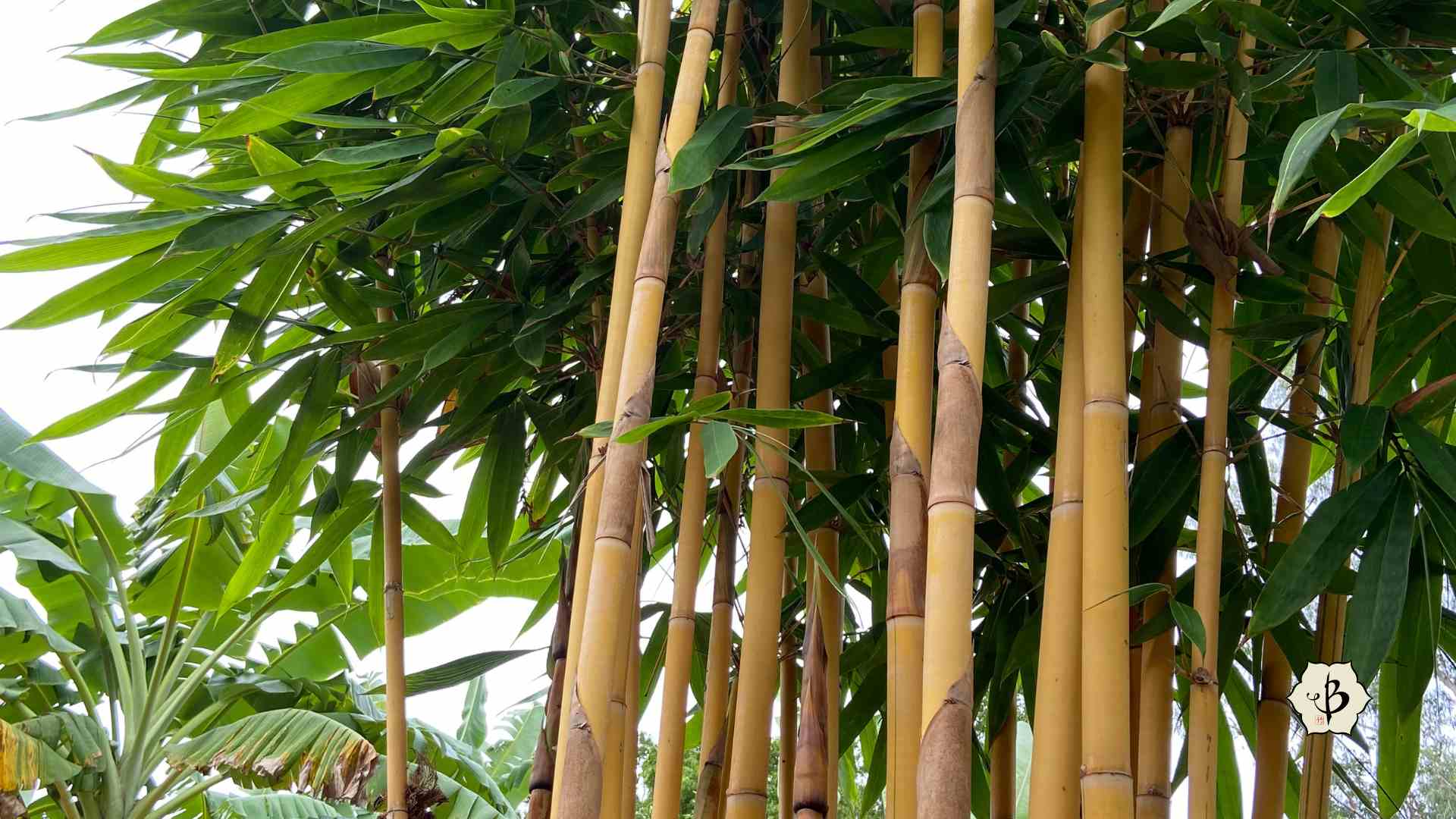 Schizostachyum brachycladum tropical bamboo