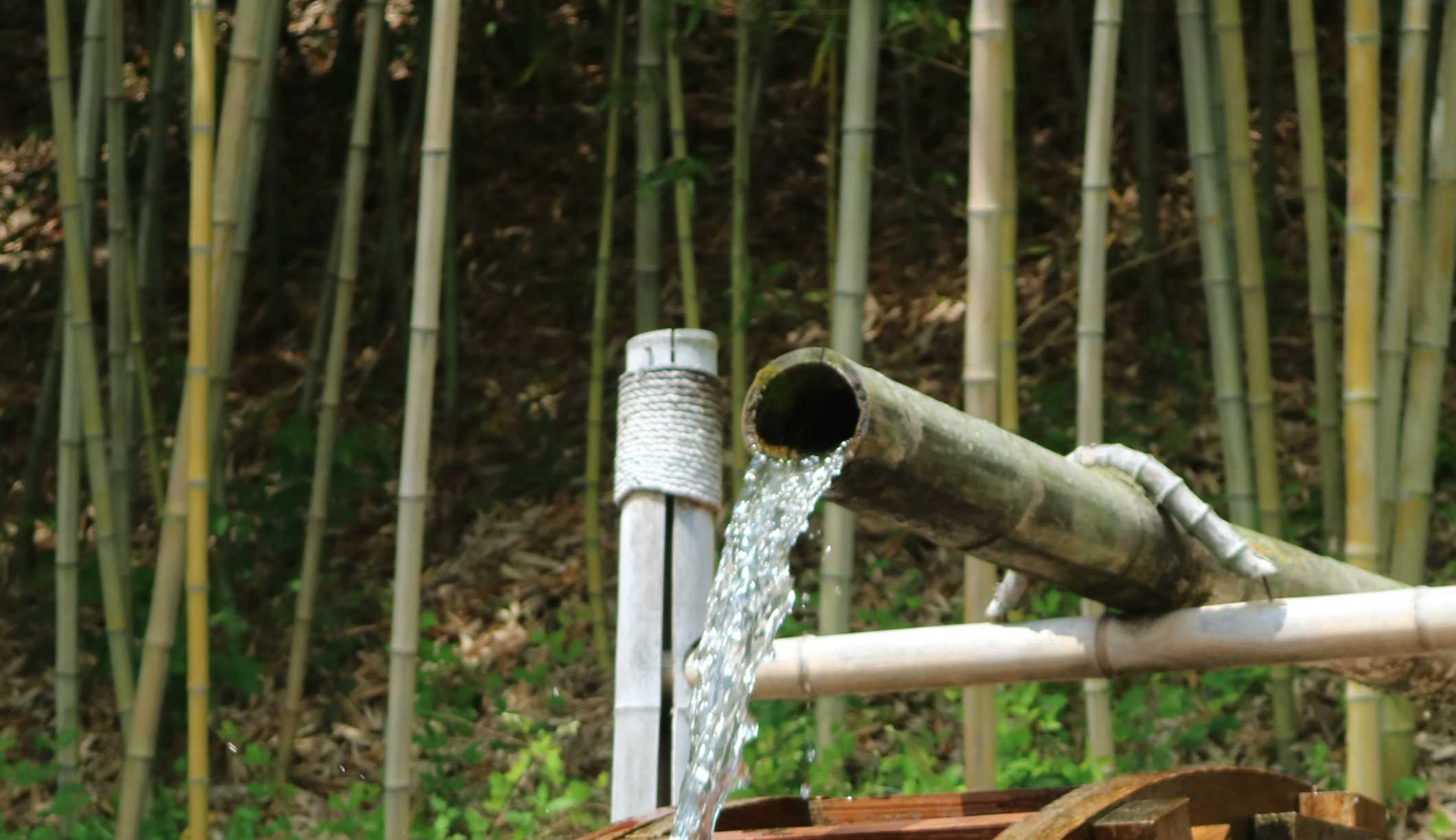 Watering bamboo