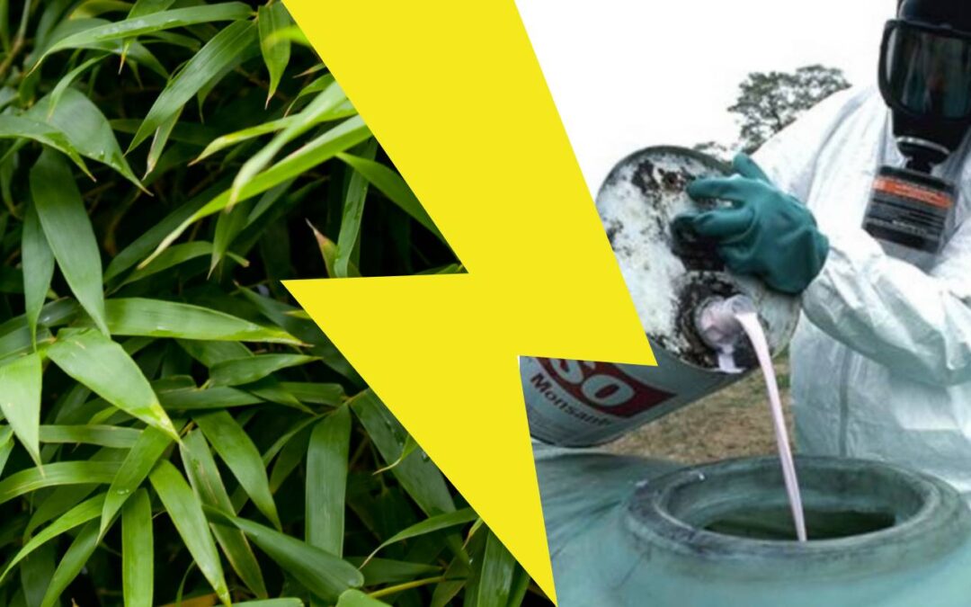 11 Reasons I like bamboo better than cotton