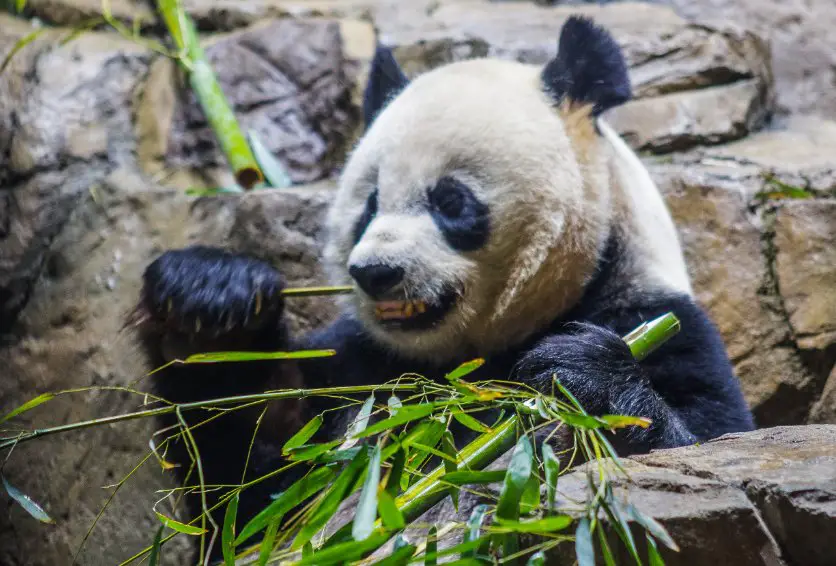 Bamboo for food