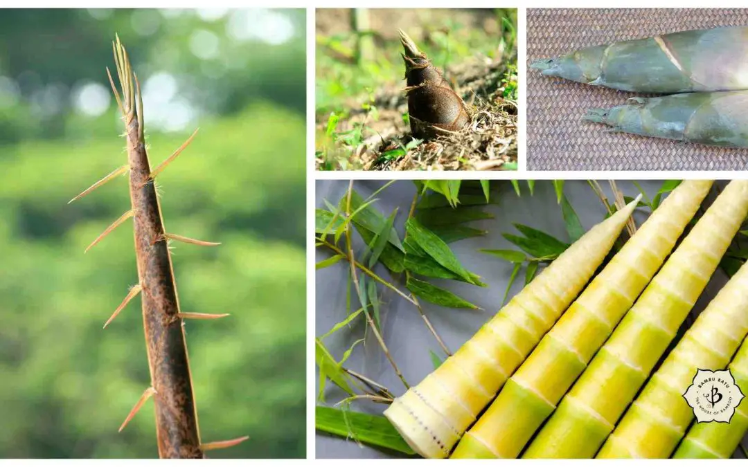 Eating bamboo: 9 species to grow for food