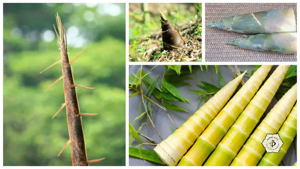 Bamboo Shoots Edible, sustainable and nutritious Bambu Batu