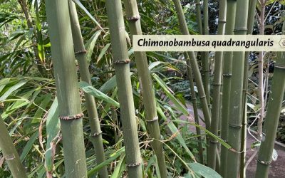 Square Bamboo: Chimonobambusa quadrangularis