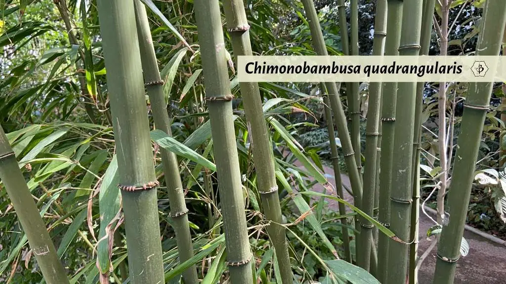 Chimonobambusa square bamboo quadrangularis