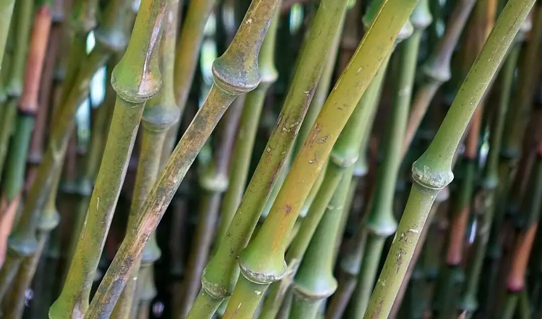 Walking Stick Bamboo: Run with Chimonobambusa tumidissinoda