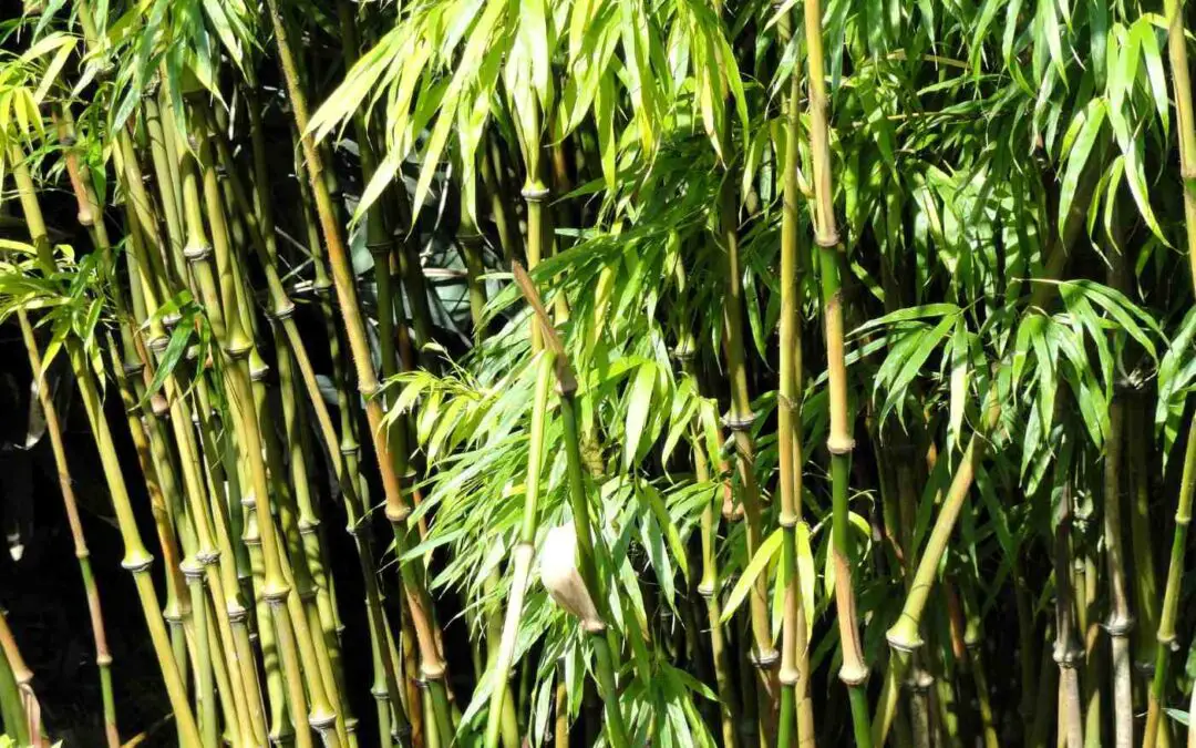 Chimonobambusa tumidinoda walking stick bamboo