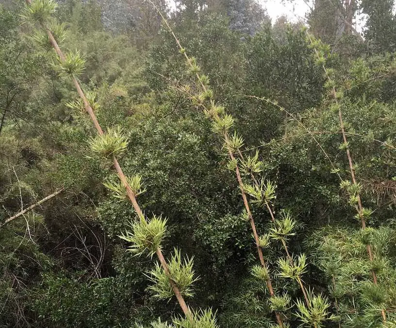 Genus Chusquea: Solid bamboo of the Americas