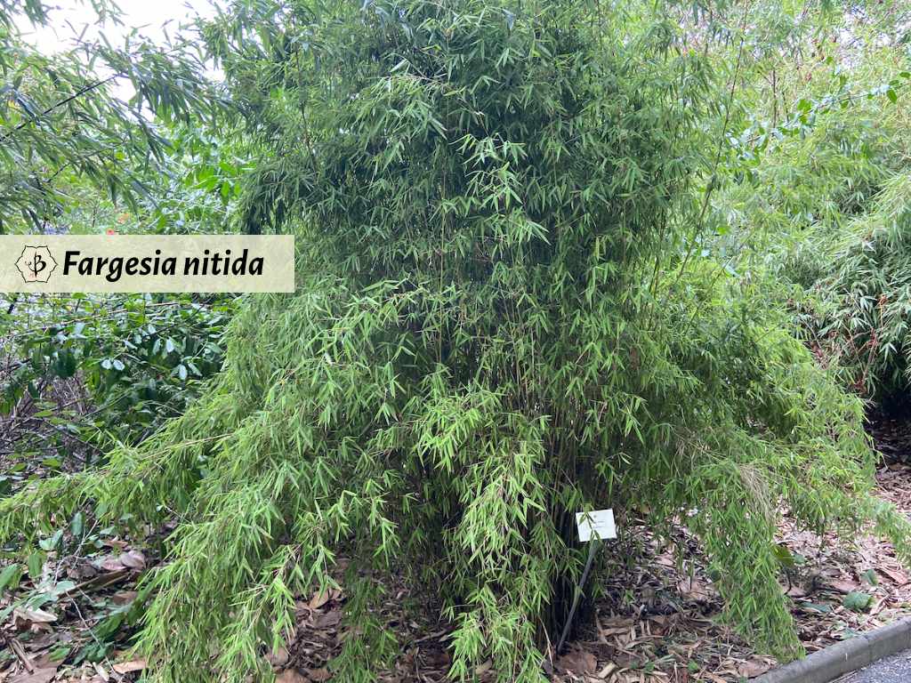 Fargesia nitida Hornaday