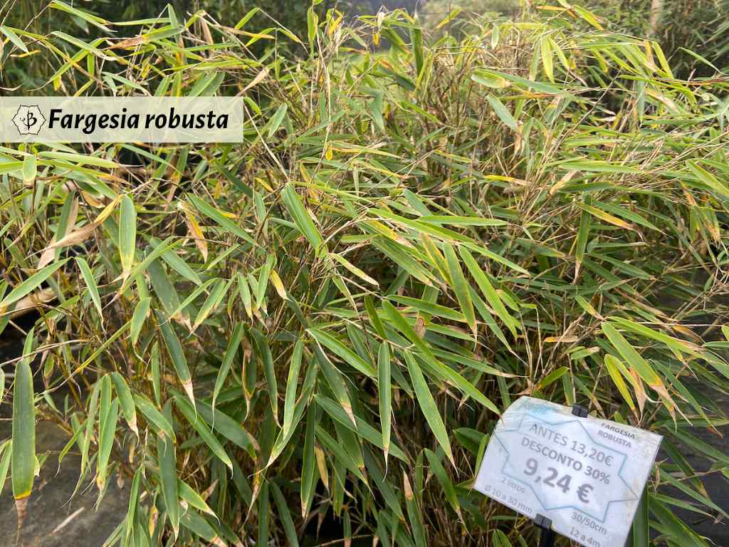 Fargesia robusta Hornaday