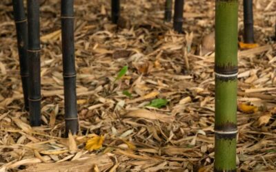 Fertilizing your bamboo: Simple solutions