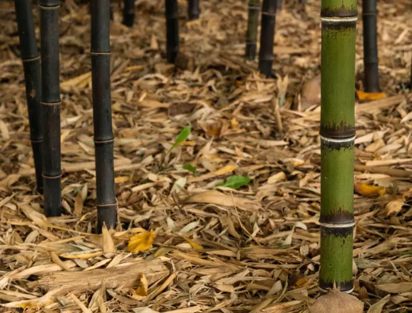 Fertilizing your bamboo