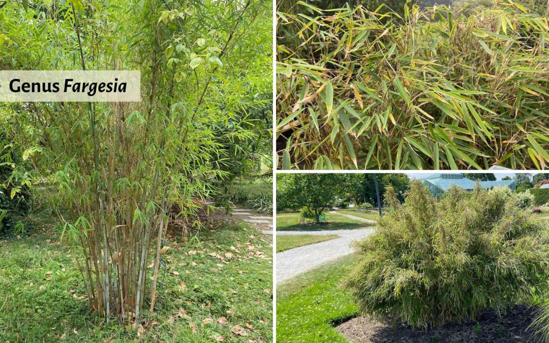 Genus Fargesia: Clumping bamboo for cold climates