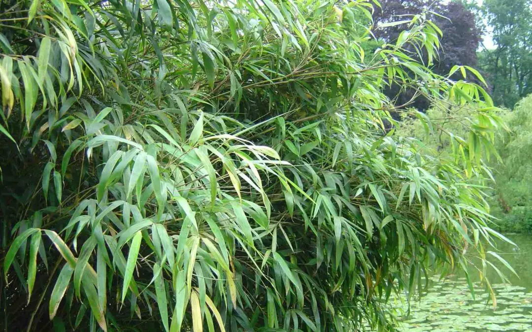 Genus Fargesia clumping bamboo