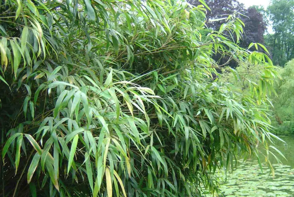 Genus Fargesia Clumping bamboo for cold climates Bambu Batu