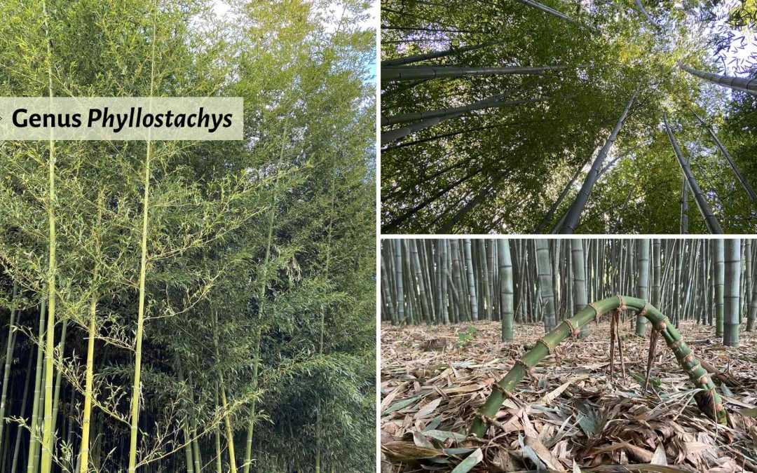 Genus Phyllostachys bamboo species