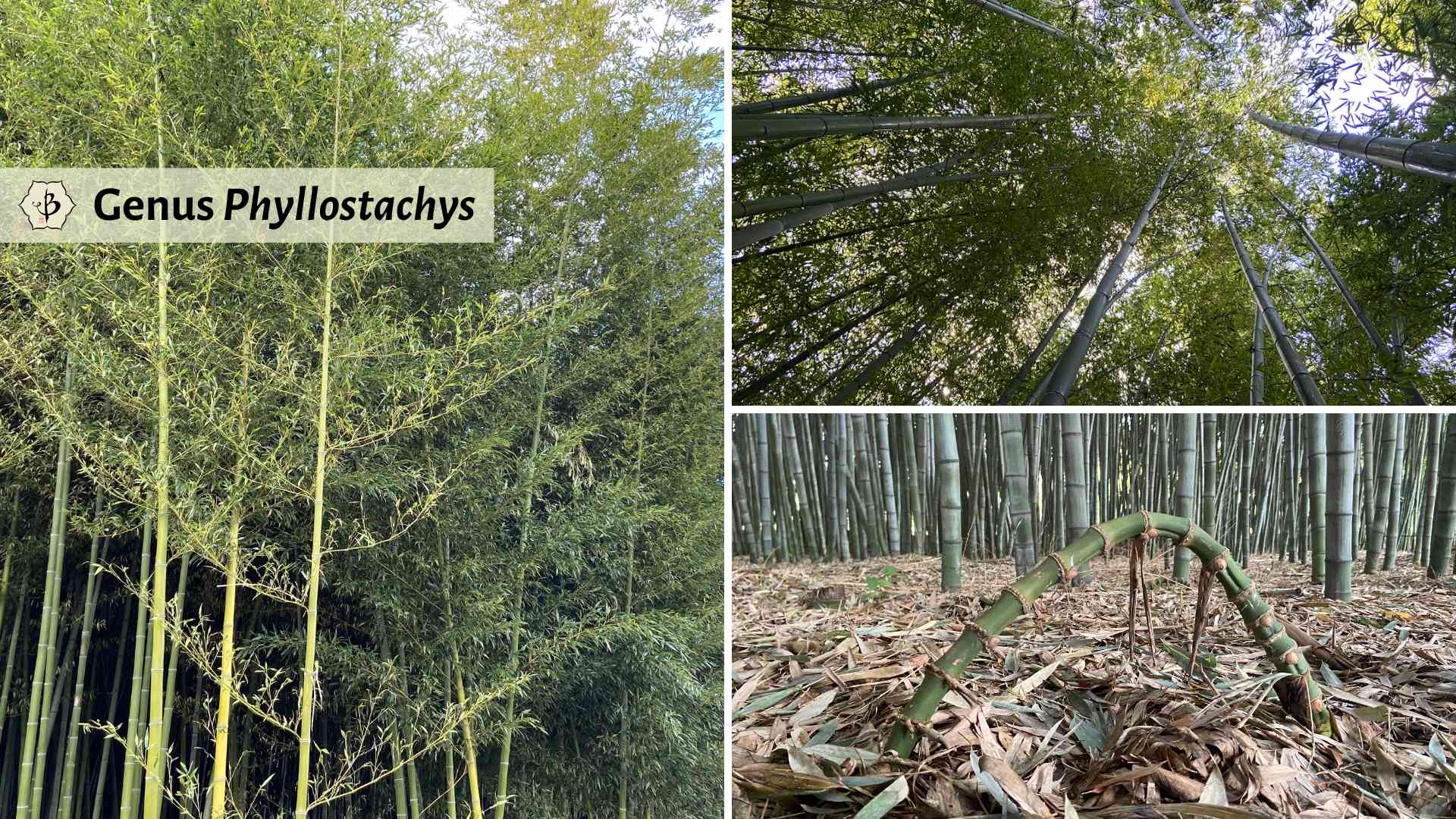 Genus Phyllostachys: Prolific bamboo for all climates - Bambu Batu