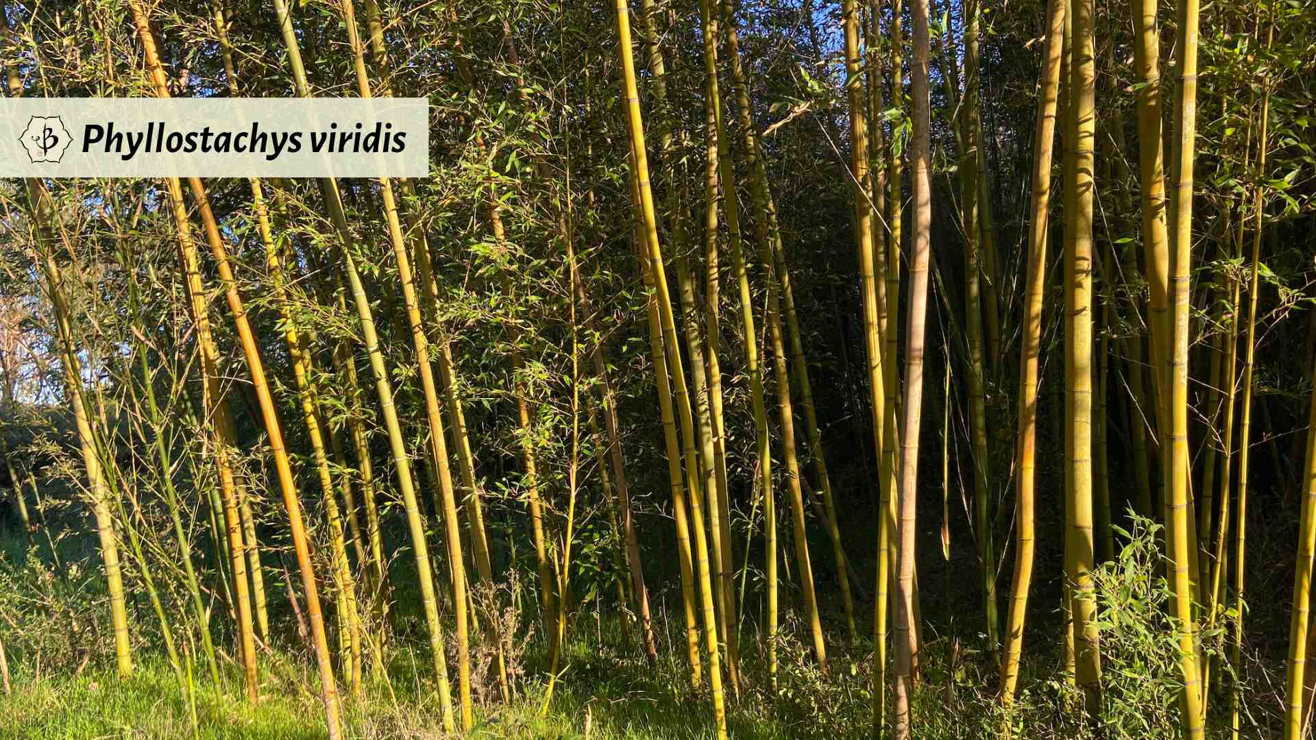 Genus Phyllostachys viridis