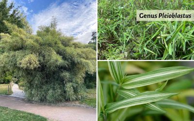 Genus Pleioblastus: Bamboo dwarves and accents