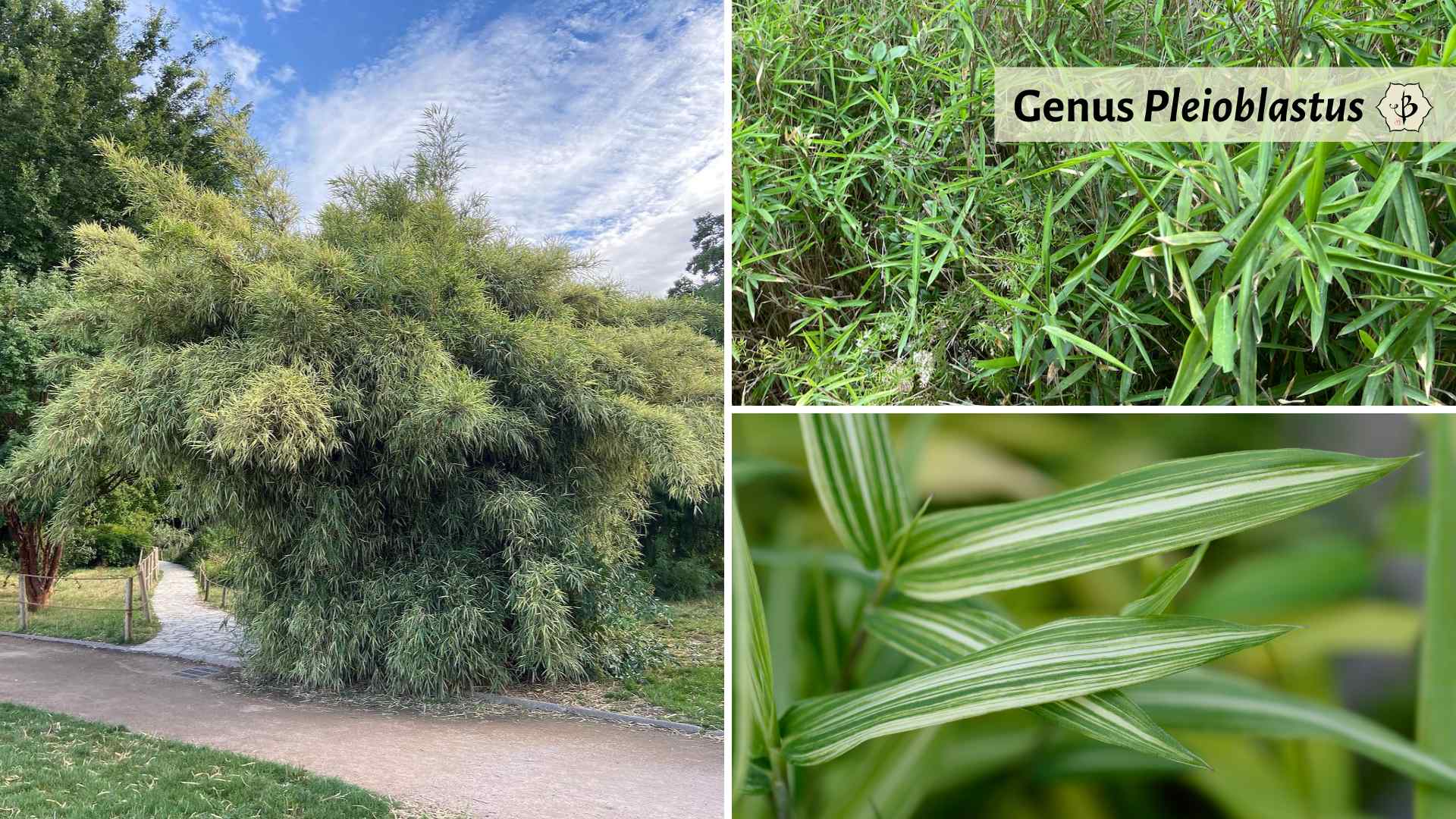 Genus Pleioblastus species feature