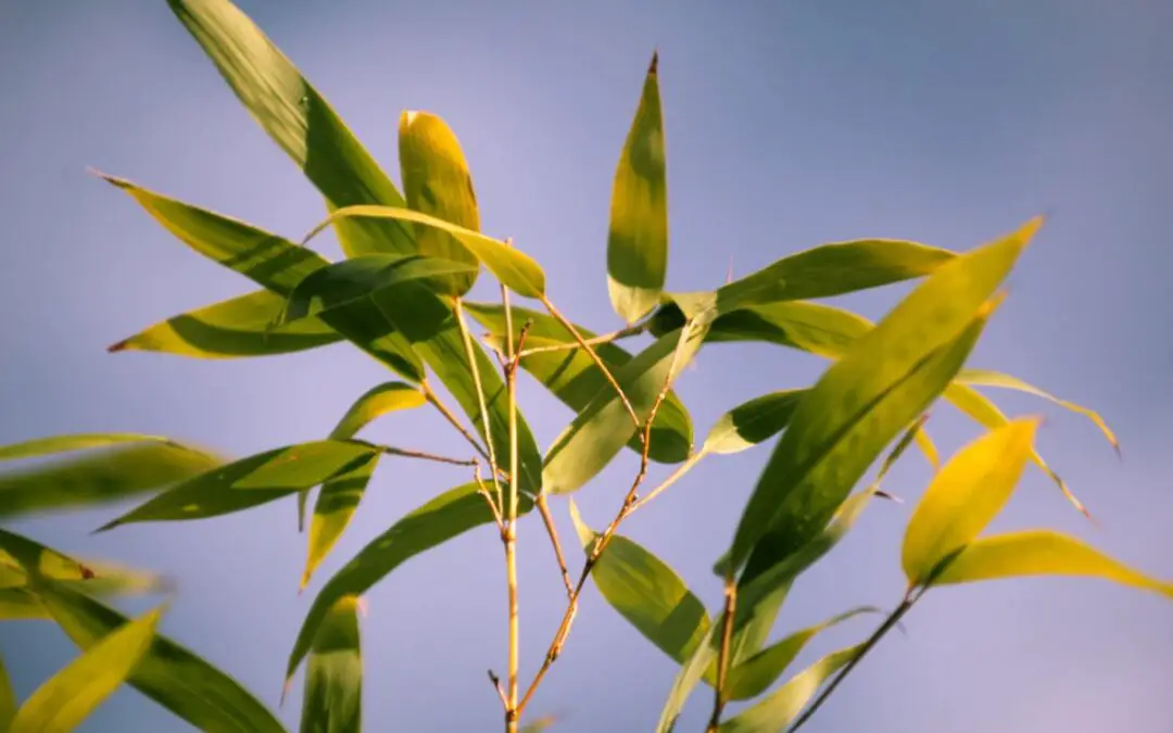 7 Troubleshooting tips for growing healthy bamboo