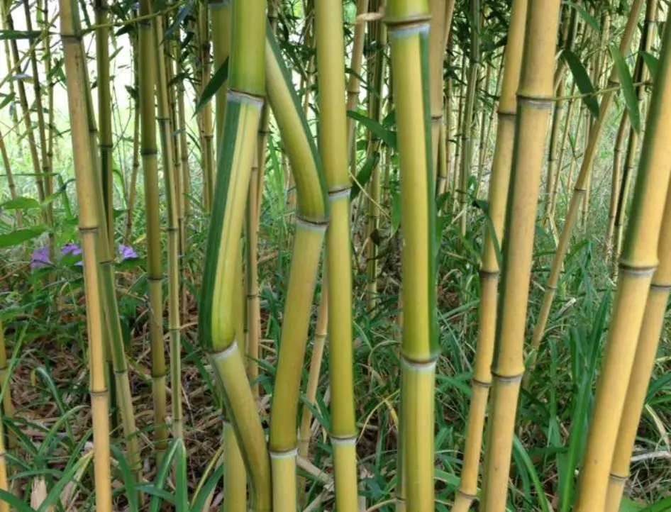 Phyllostachys Aureosulcata Spectabilis bamboo with zigzag