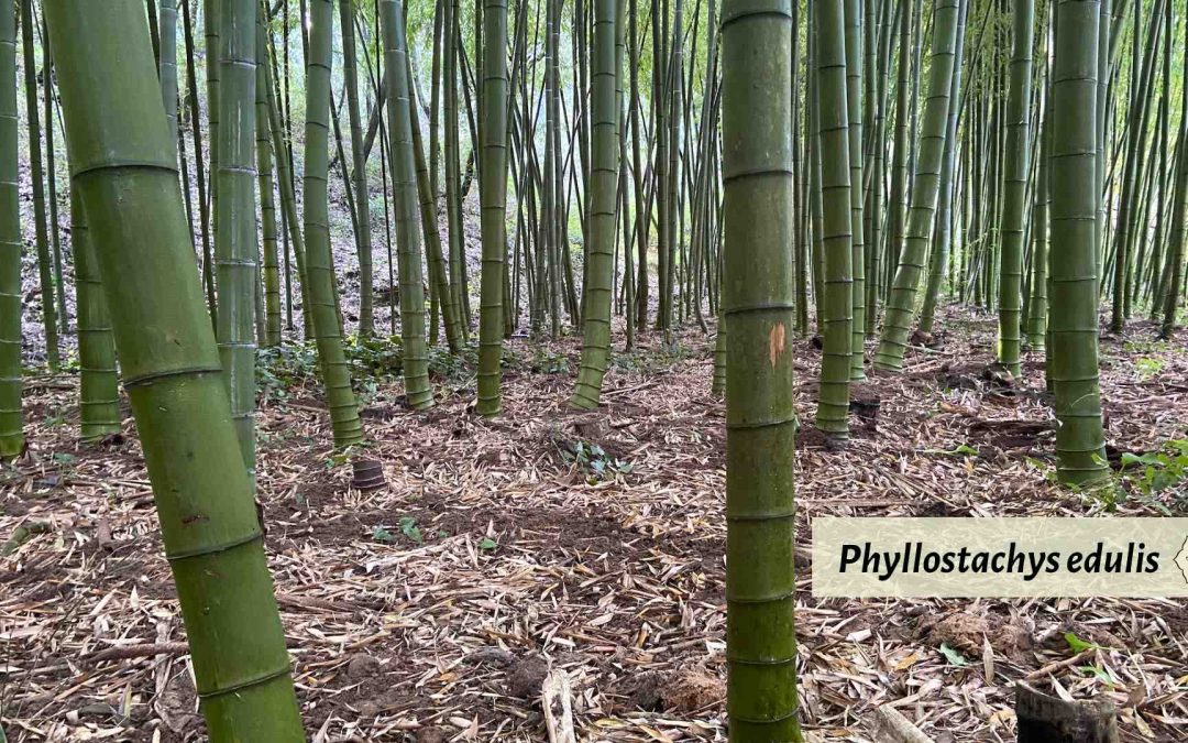 Phyllostachys edulis aka Moso: The King of Bamboo