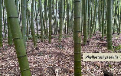 Phyllostachys edulis aka Moso: The King of Bamboo