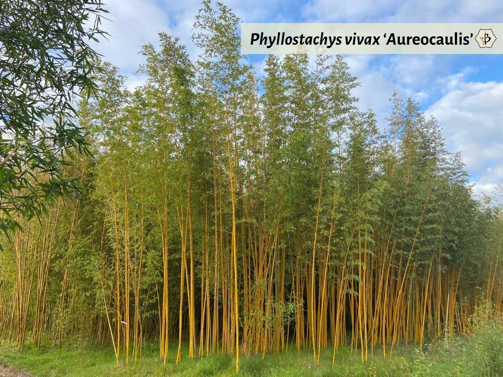 Phyllostachys vivax aureocaulis