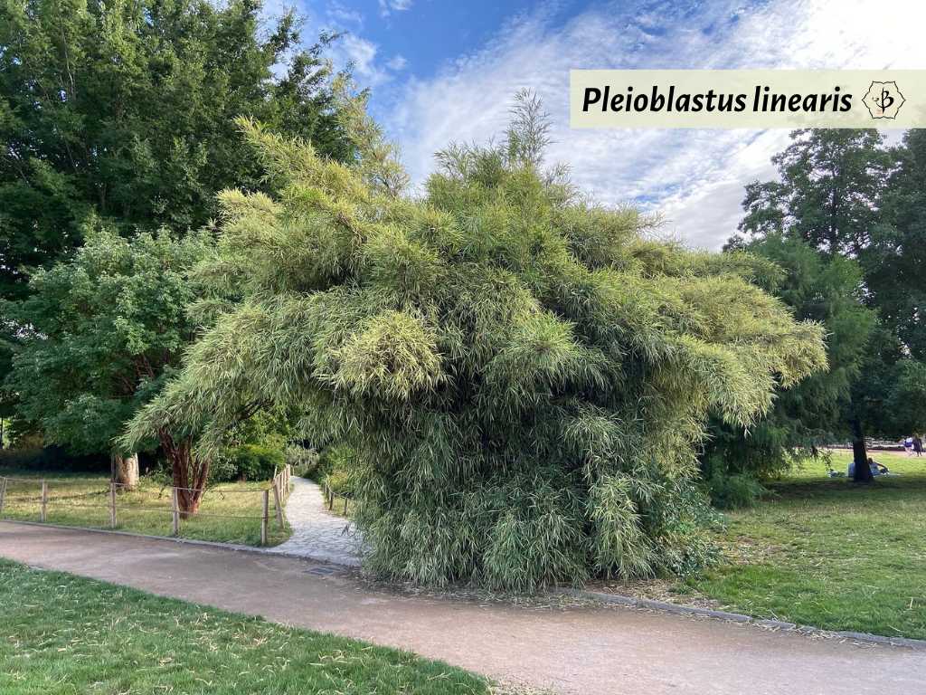 Pleioblastus linearis Hornaday