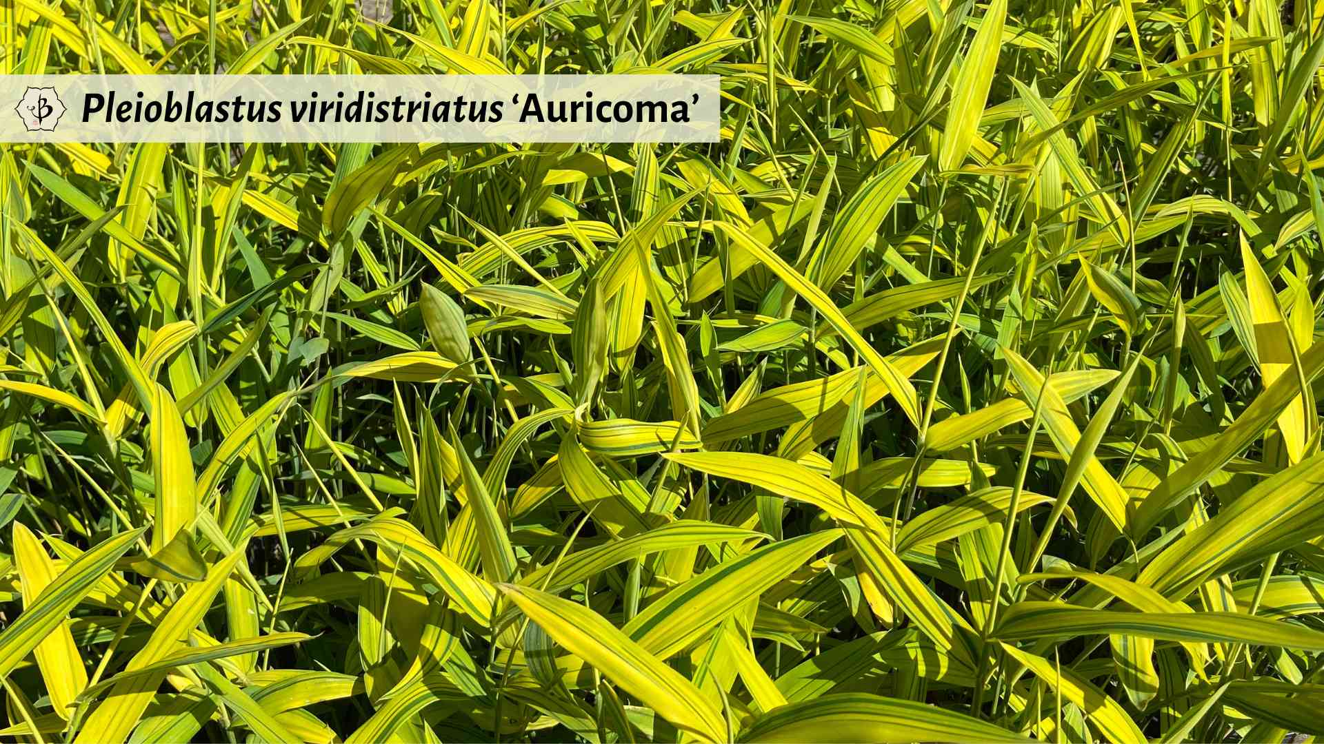 Pleioblastus viridistriatus Auricoma striped bamboo