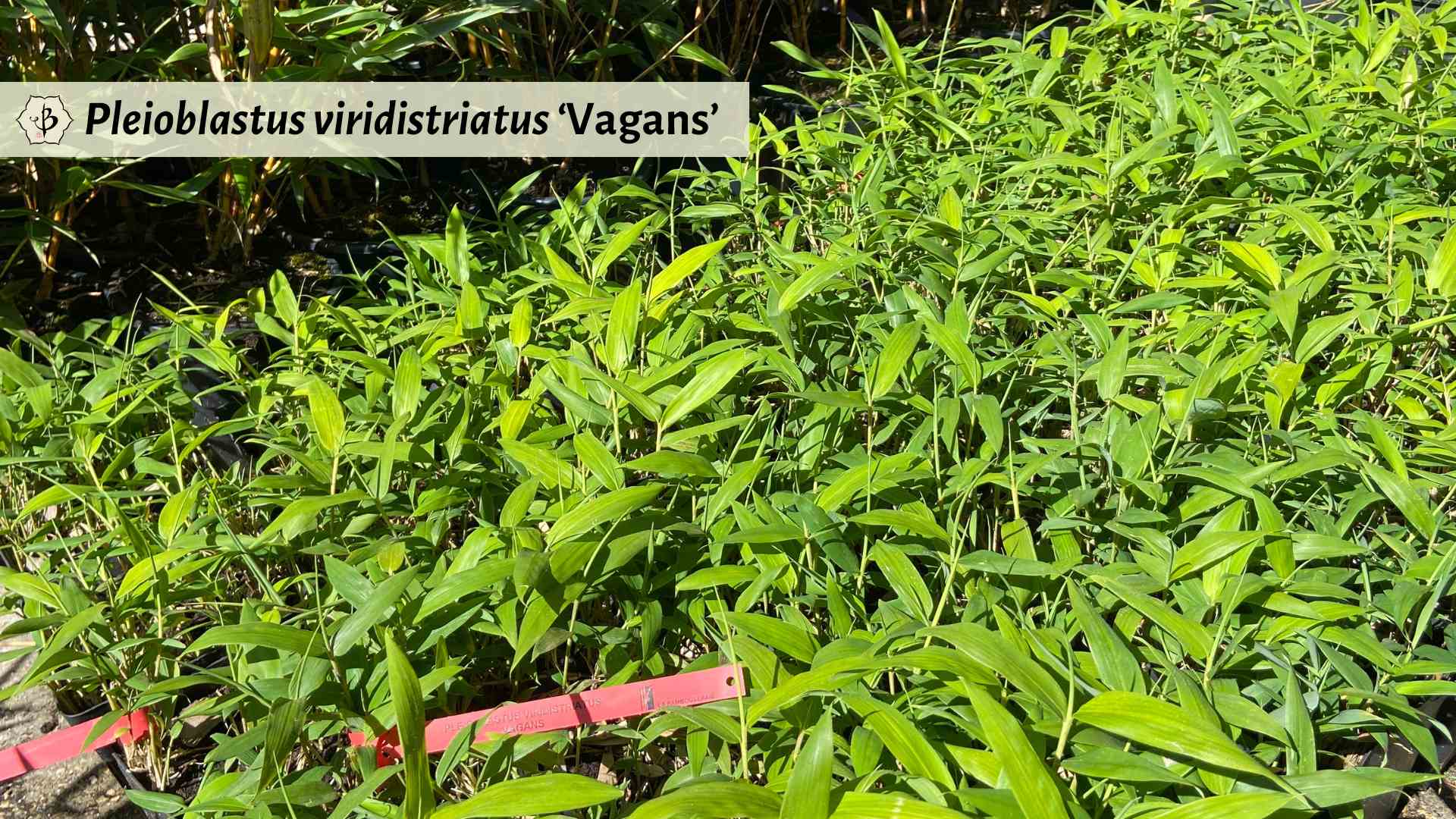Pleioblastus viridistriatus Vagans dwarf bamboo