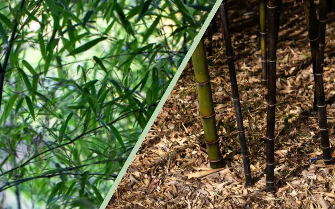 Pruning bamboo: Restore your grass’s grandeur