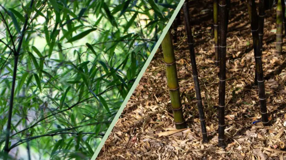 Pruning bamboo Restore your grass's grandeur Bambu Batu