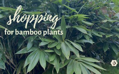 Shopping for bamboo plants