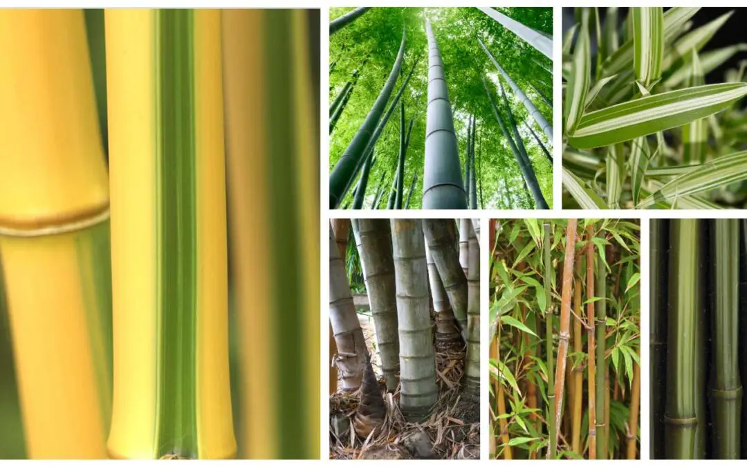 Bamboo Tribes: The classification of woody grasses