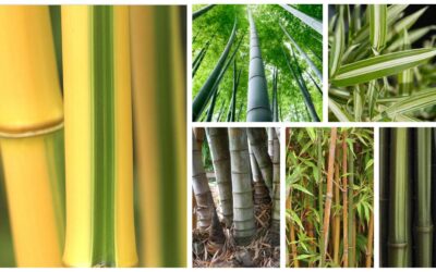 Introducing Bamboo: Genus by genus