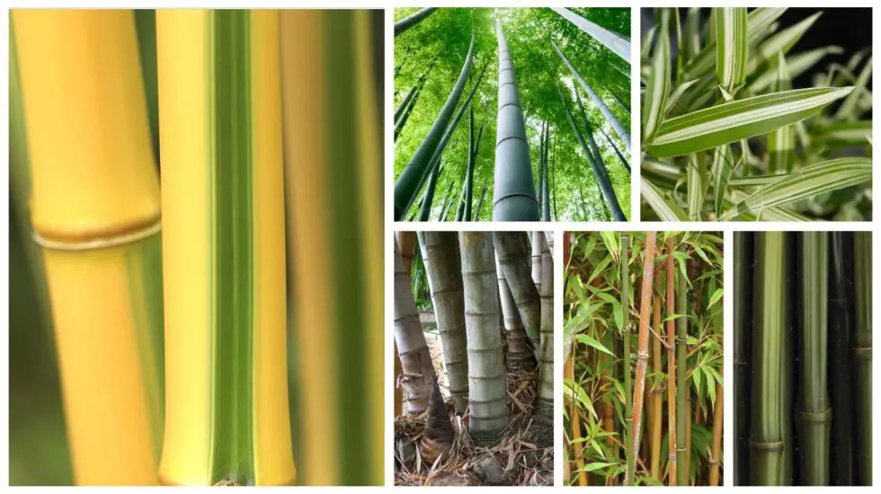 Introducing Bamboo Genus by genus Bambu Batu