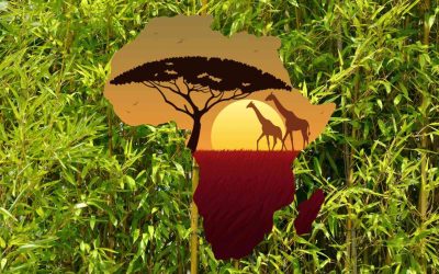 Bamboo in Africa: A green bounty
