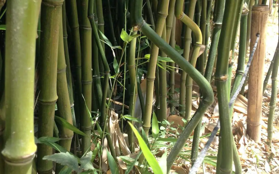 Bamboo with zigzags and other unusual features