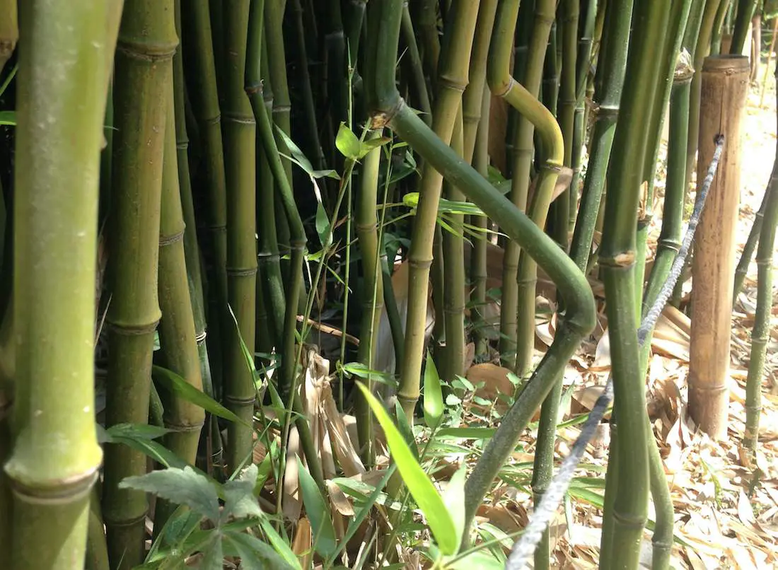 Bamboo with zigzags Spectabilis