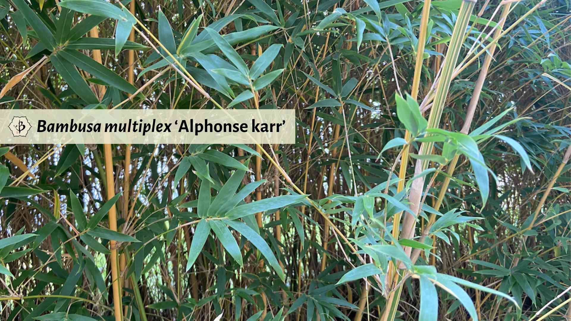Bambusa multiplex Alphonse karr close