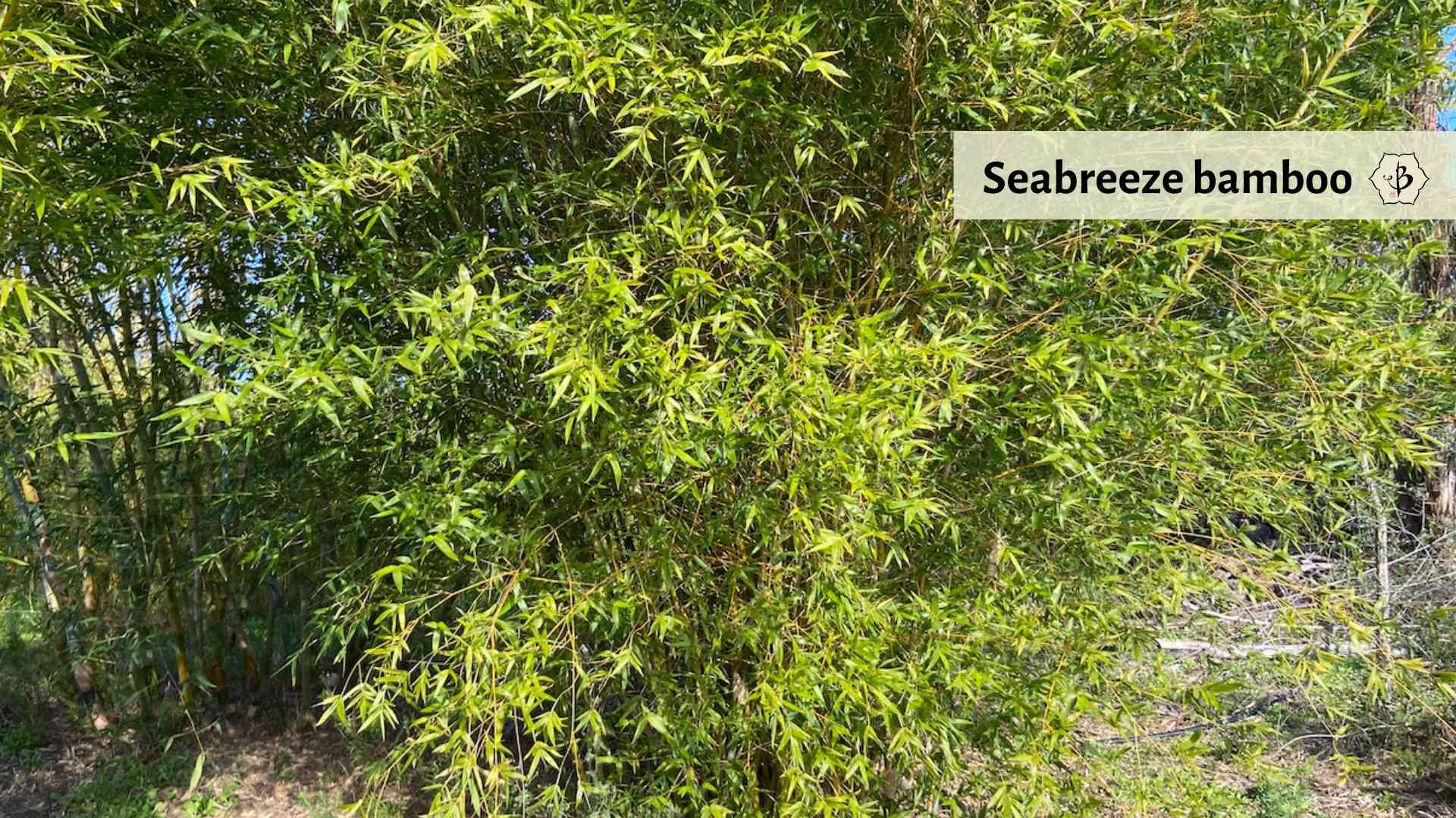 Bambusa seabreeze bamboo