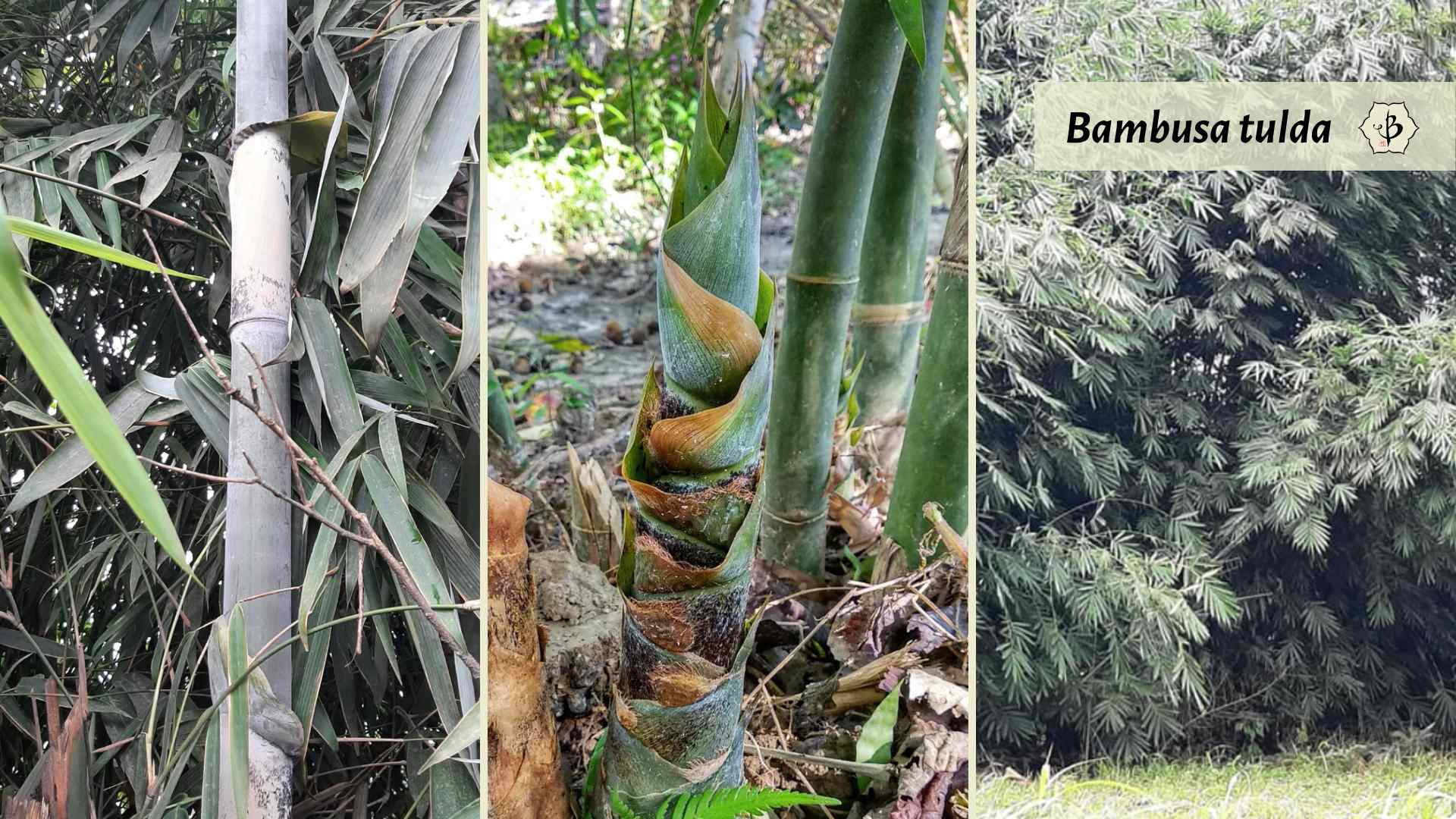 Bambusa tulda gallery images