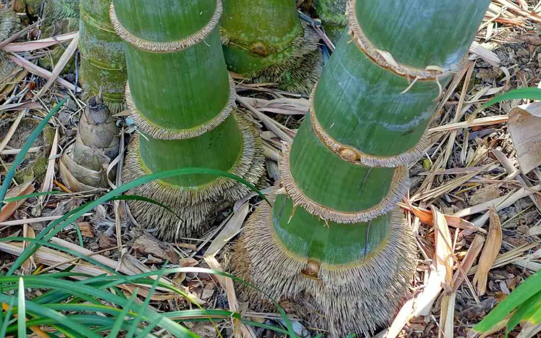 Genus Dendrocalamus: The biggest bamboos of all