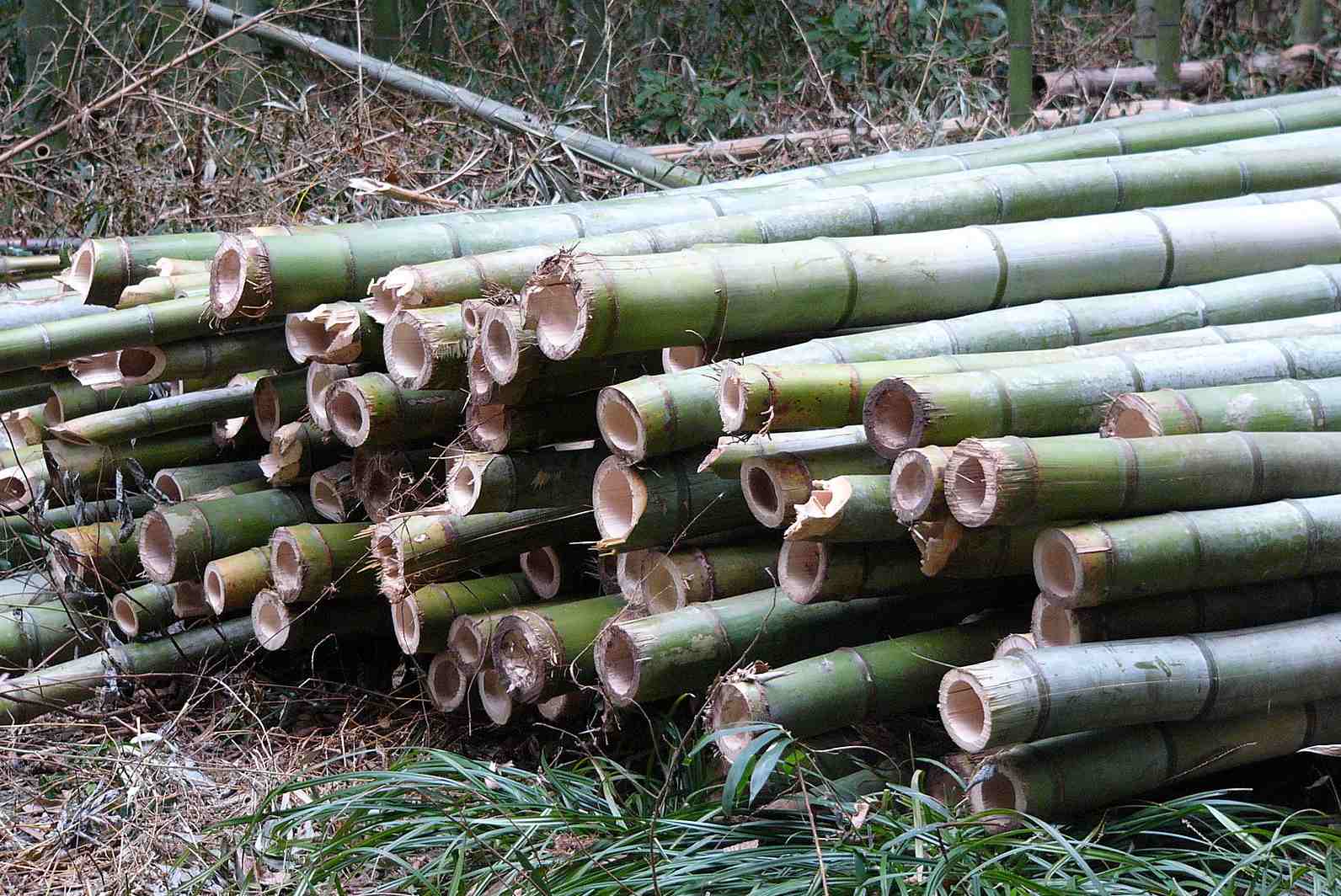 Growing bamboo for profit: Green gold - Bambu Batu