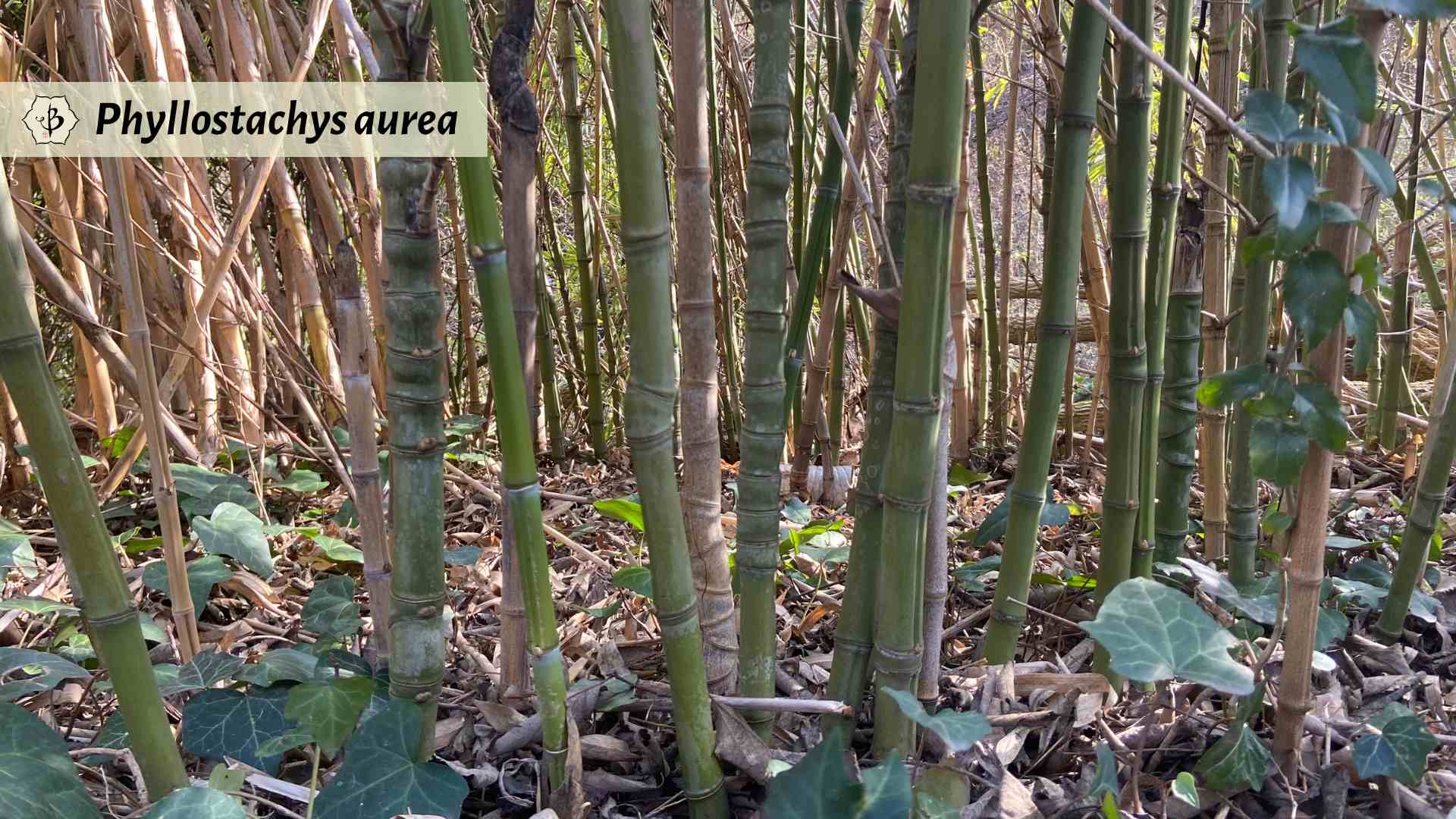 Phyllostachys aurea irregular culms