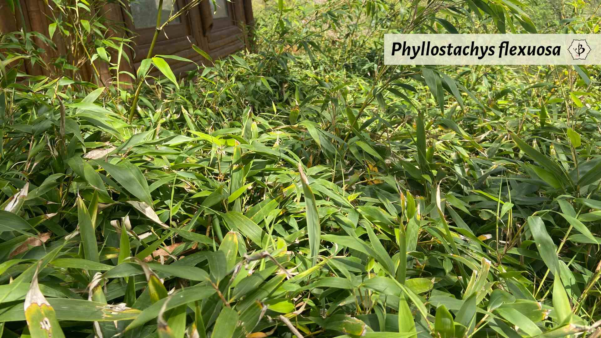Phyllostachys flexuosa zigzag bamboo hedge