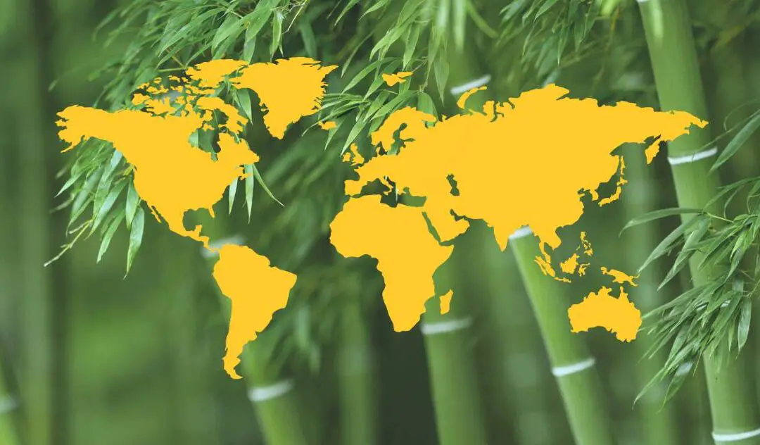 Where does bamboo come from?